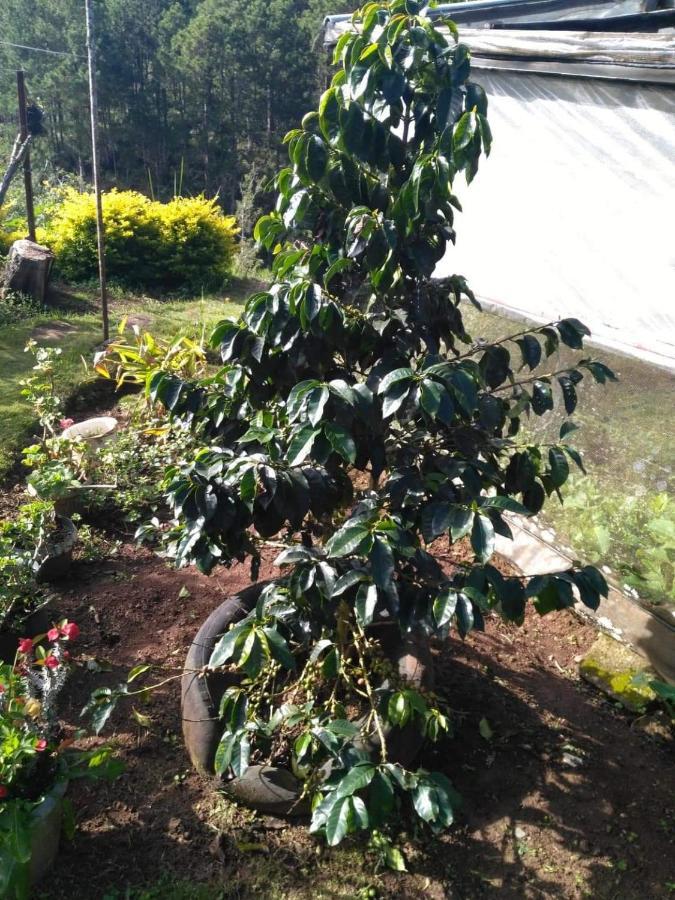 Banga-An Bnb And Coffee House Sagada Εξωτερικό φωτογραφία