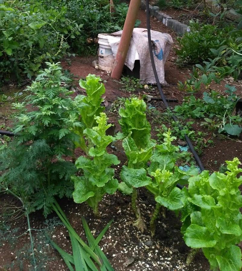 Banga-An Bnb And Coffee House Sagada Εξωτερικό φωτογραφία
